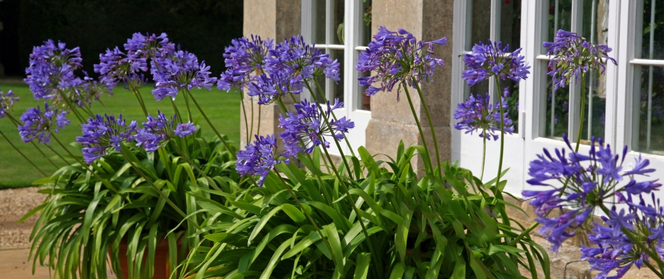 Pourquoi les agapanthes en pot sont-elles souvent plus belles qu'en pleine terre ? - Minizap Chambery