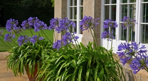 Pourquoi les agapanthes en pot sont-elles souvent plus belles qu'en pleine terre ?