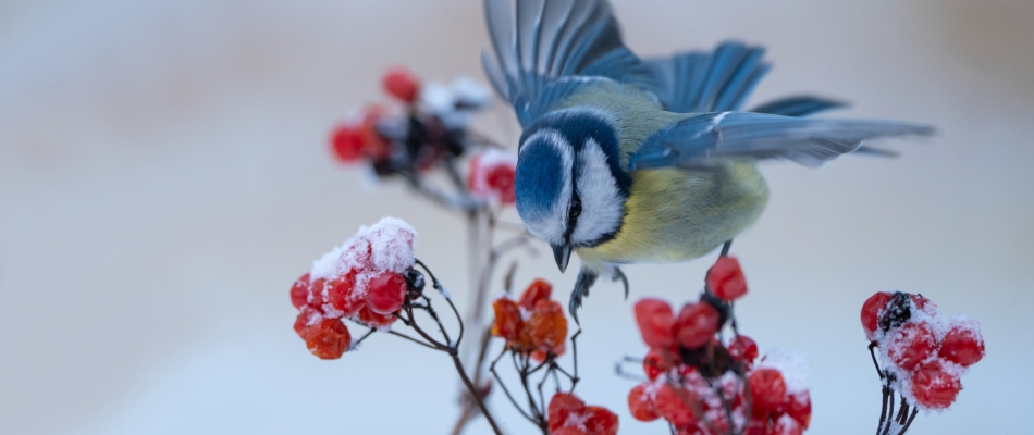 En hiver, incitez les oiseaux à rester dans votre jardin - Minizap Chambery