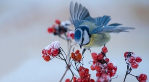 En hiver, incitez les oiseaux à rester dans votre jardin