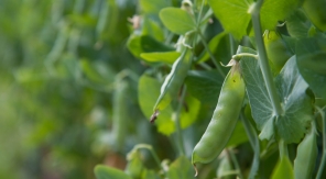 Cultiver les petits pois ridés en hiver