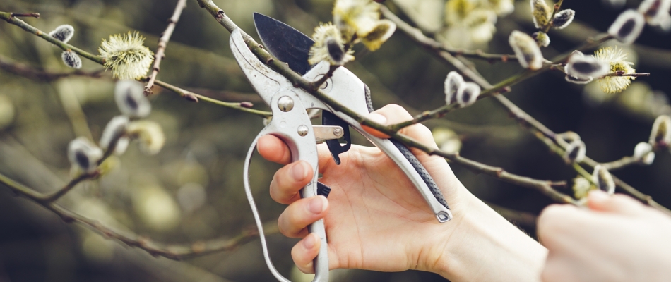 Du bon usage de l'eau de saule en guise d'hormone de bouturage - Minizap Pays Voironnais