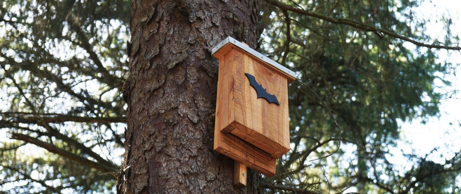 Installer un nichoir à chauves-souris dans le jardin - Minizap Annecy