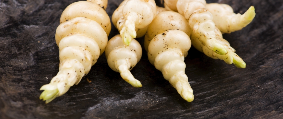 Récolter les crosnes - Minizap Chambery