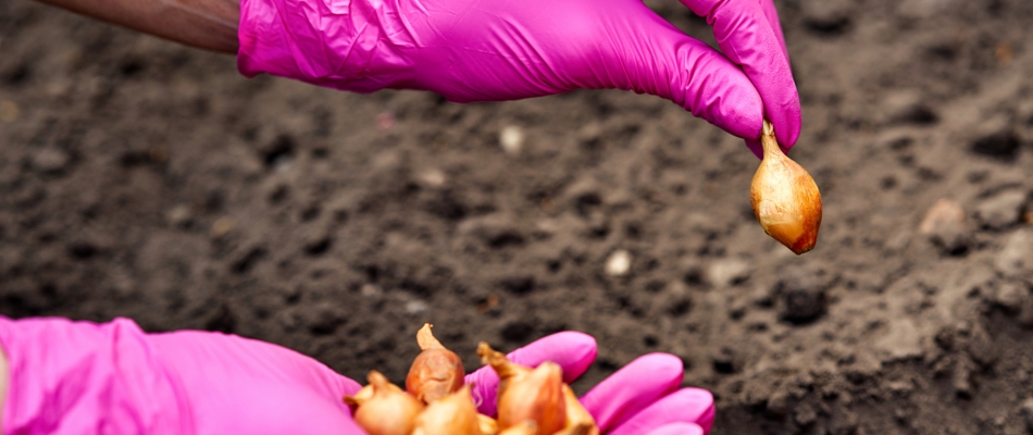 Au potager, le premier semis de l'année est celui des oignons - Minizap Annecy