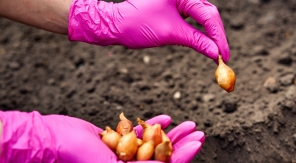 Au potager, le premier semis de l'année est celui des oignons