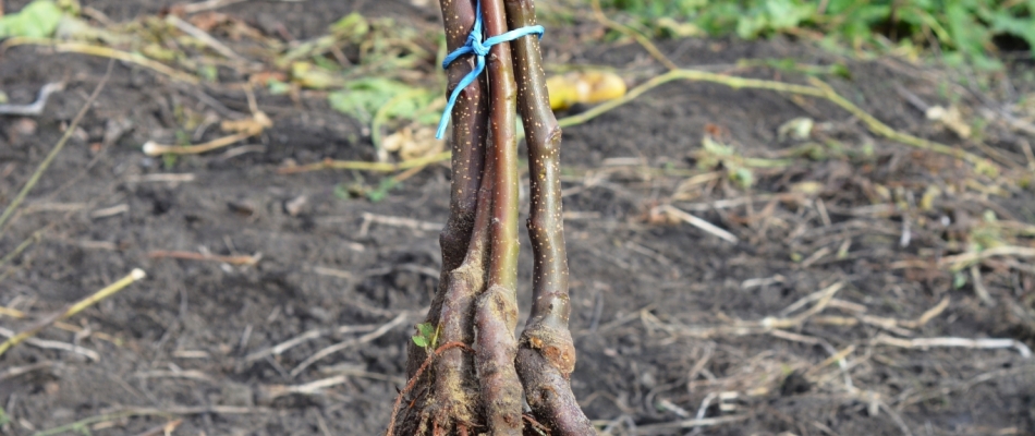 À la plantation, les racines nues, ça se praline au plus vite ! - Minizap Vallée de l'Arve