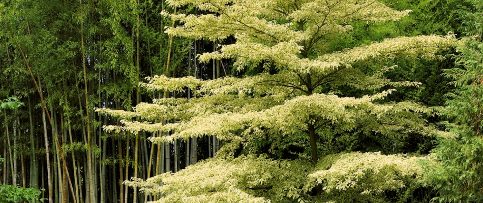 Le cornouiller controversa, la petite pagode dans le jardin - Minizap Chambery