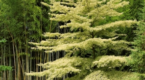 Le cornouiller controversa, la petite pagode dans le jardin