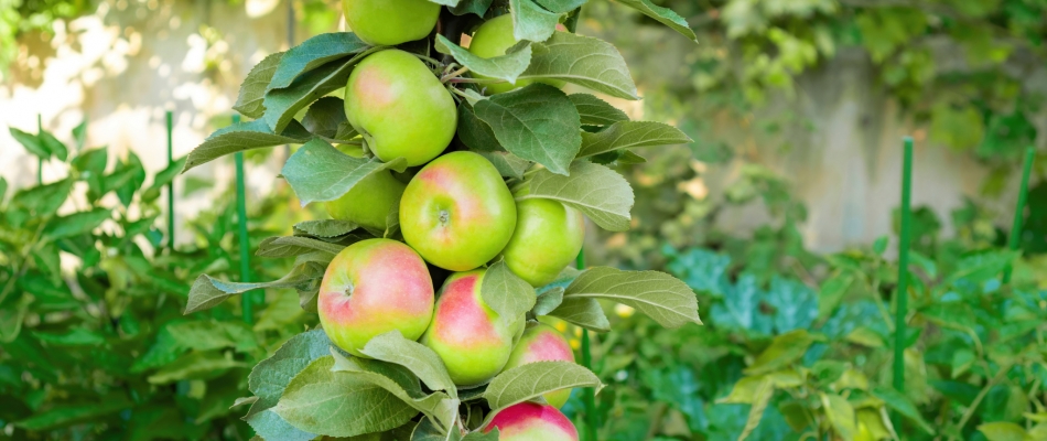 Qu'est-ce qu'un arbre fruitier de type « spur »? - Minizap Chambery