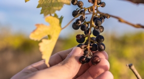 Les vignerons face au changement climatique