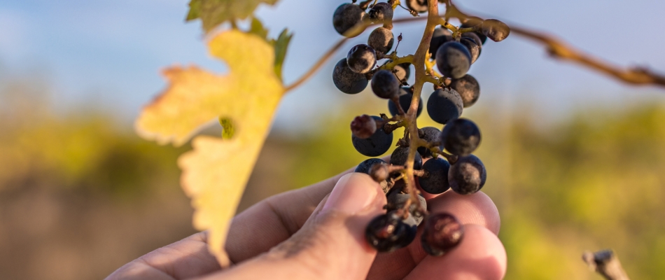 Les vignerons face au changement climatique - Minizap Pays Voironnais