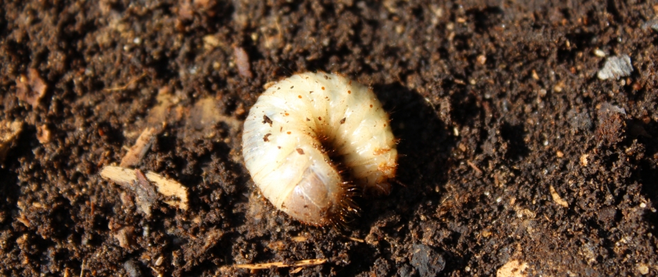 Halte au massacre des vers blancs dans le compost ! - Minizap Annecy