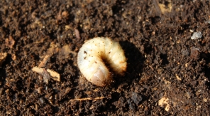 Halte au massacre des vers blancs dans le compost !