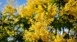 Quand, comment et pourquoi tailler le mimosa ?