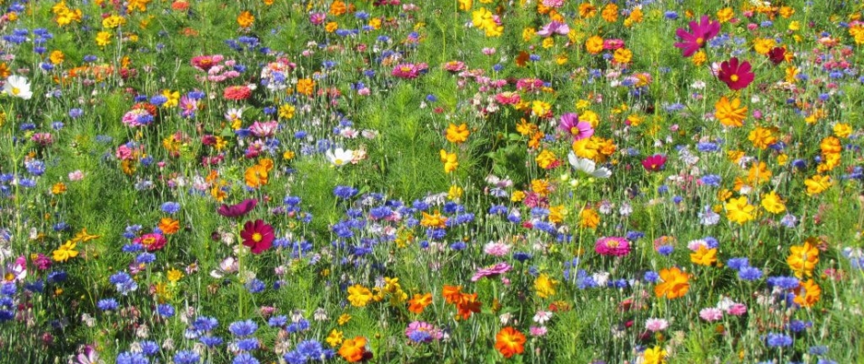 Des fleurs à la place de l'herbe - Minizap Annecy