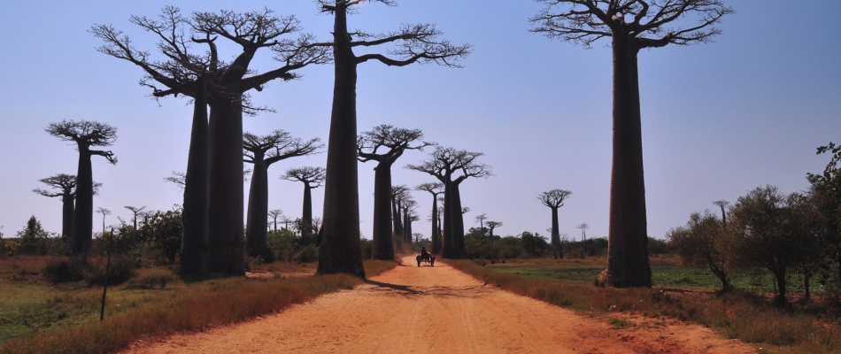 Madagascar : une virée mémorable au pays de la terre rouge - Minizap Chambery