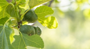 Réutiliser les feuilles de figuier