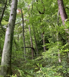 Conférence historique : Les moines chartreux et leurs forêts