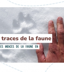 Sortie : Sur les traces de la faune