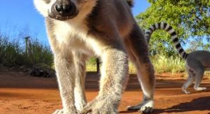 Madagascar : les gangs de lémuriens - Lignes ennem...