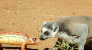 Madagascar : les gangs de lémuriens - Sous haute t...