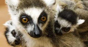 Madagascar : les gangs de lémuriens - L'audace réc...