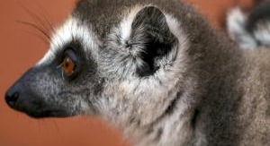 Madagascar : les gangs de lémuriens - Sur le chemi...