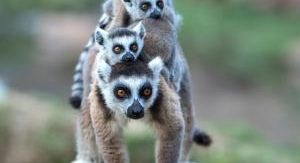 Madagascar : les gangs de lémuriens - La dynastie ...