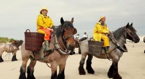 Belgique - Les pêcheurs de crevettes à cheval