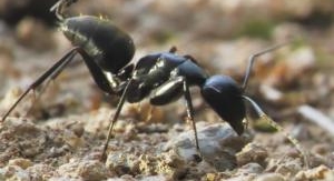 Le royaume des fourmis