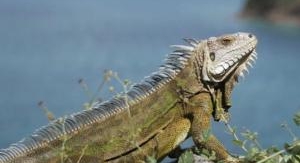 La vie sauvage des monuments aux Petites Antilles