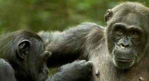 Sur les traces du règne animal