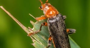 La grande parade des insectes - Coléoptères